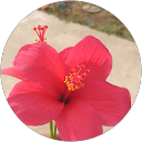 Maheswari Madireddy profile picture